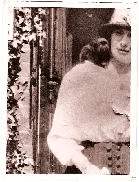 The legend of Indigo Marmoset The legend of Indigo Marmoset